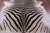 Zebra Animal Print Natural Cowhide Rug - X-Large 7' 5"H x 6' 3"W