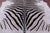 Zebra Animal Print Natural Cowhide Rug - XX-Large 8' 3"H x 7' 1"W