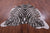 Zebra Animal Print Natural Cowhide Rug - X-Large 7' 3"H x 6' 9"W