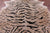 Tiger Animal Print Natural Cowhide Rug - X-Large 7' 0"H x 6' 3"W