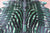 Zebra Animal Print Natural Dyed Cowhide Rug - X-Large 7' 6"H x 6' 6"W