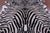 Zebra Animal Print Natural Cowhide Rug - XX-Large 7' 9"H x 6' 4"W