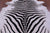 Zebra Animal Print Natural Cowhide Rug - XX-Large 8' 0"H x 6' 4"W