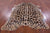 Jaguar Animal Print Natural Cowhide Rug - X-Large 7' 3"H x 5' 10"W