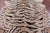 Tiger Animal Print Natural Cowhide Rug - Large 6' 8"H x 6' 0"W