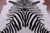 Zebra Animal Print Natural Cowhide Rug - X-Large 7' 4"H x 6' 2"W