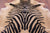 Zebra Animal Print Natural Cowhide Rug - X-Large 7' 6"H x 6' 9"W