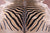 Zebra Animal Print Natural Cowhide Rug - XX-Large 7' 9"H x 6' 7"W