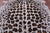 Jaguar Animal Print Natural Cowhide Rug - Large 6' 10"H x 5' 10"W