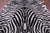 Zebra Animal Print Natural Cowhide Rug - XX-Large 7' 10"H x 6' 1"W