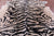 Tiger Animal Print Natural Cowhide Rug - X-Large 7' 2"H x 6' 3"W