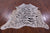 Tiger Animal Print Natural Cowhide Rug - X-Large 7' 2"H x 6' 1"W