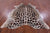 Jaguar Animal Print Natural Cowhide Rug - X-Large 7' 5"H x 6' 4"W