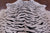 Tiger Animal Print Natural Cowhide Rug - Large 6' 10"H x 6' 7"W
