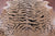 Tiger Animal Print Natural Cowhide Rug - XX-Large 7' 10"H x 6' 6"W