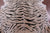 Tiger Animal Print Natural Cowhide Rug - X-Large 7' 4"H x 6' 0"W