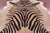 Zebra Animal Print Natural Cowhide Rug - XX-Large 7' 8"H x 6' 3"W