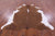 Brown & White Natural Cowhide Rug - X-Large 7' 2"H x 6' 6"W
