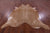 Light Brown Natural Cowhide Rug - XX-Large 8' 0"H x 7' 0"W