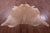 Light Brown Natural Cowhide Rug - X-Large 7' 0"H x 6' 7"W