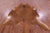 Brown Natural Cowhide Rug - XX-Large 8' 7"H x 7' 4"W