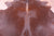 Brown Natural Cowhide Rug - XX-Large 7' 10"H x 6'10"W