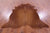 Brown Natural Cowhide Rug - X-Large 7' 1"H x 6' 2"W