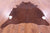 Brown Natural Cowhide Rug - XX-Large 8' 0"H x 6' 6"W