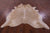 Light Brown Natural Cowhide Rug - X-Large 7' 6"H x 6' 6"W