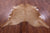 Light Brown Natural Cowhide Rug - Large 6' 10"H x 6' 8"W