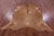 Light Brown Natural Cowhide Rug - XX-Large 7' 10"H x 7' 0"W