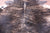 Light Brindle Natural Cowhide Rug - XX-Large 8' 3"H x 7' 7"W