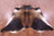 Brown Natural Cowhide Rug - XX-Large 8' 1"H x 6' 10"W