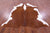 Brown & White Natural Cowhide Rug - XX-Large 7' 8"H x 6' 9"W