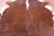 Brown & White Natural Cowhide Rug - XX-Large 7' 4"H x 6' 9"W