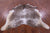 Grey & White Natural Cowhide Rug - X-Large 7' 2"H x 6' 4"W