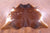 Brown Natural Cowhide Rug - XX-Large 7' 5"H x 6' 4"W