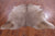 SUPER SALE Champagne Natural Cowhide Rug - X-Large 7' 0"H x 6' 4"W
