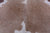 SUPER SALE Beige Natural Cowhide Rug - XX-Large 7' 4"H x 6' 1"W