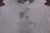 SUPER SALE Beige Natural Cowhide Rug - X-Large 6' 8"H x 5' 10"W