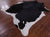 SUPER SALE Black & White Natural Cowhide Rug - XX-Large 8' 0"H x 6' 8"W