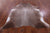 SUPER SALE Light Brown Natural Cowhide Rug - XX-Large 7' 8"H x 6' 6"W