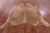 SUPER SALE Light Brown Natural Cowhide Rug - XX-Large 7' 5"H x 6' 9"W