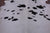 SUPER SALE Black & White Natural Cowhide Rug - XX-Large 8' 2"H x 6' 7"W