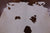 SUPER SALE Brown & White Natural Cowhide Rug - XX-Large 7' 4"H x 6' 0"W