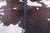 SUPER SALE Brown Salt & Pepper Natural Cowhide Rug - XX-Large 8' 2"H x 7' 3"W