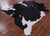 SUPER SALE Black & White Natural Cowhide Rug - XX-Large 7' 7"H x 6' 9"W