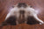 SUPER SALE Brown & White Natural Cowhide Rug - X-Large 7' 2"H x 6' 4"W