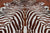 Brown Zebra Animal Print Natural Cowhide Rug - XX-Large 7' 6"H x 6' 5"W