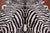 Brown Zebra Animal Print Natural Cowhide Rug - XX-Large 8' 0"H x 6' 9"W